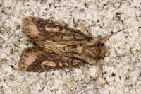 Allophyes oxyacanthae