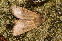Anchoscelis lunosa