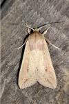 Mythimna unipuncta