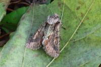 Allophyes oxyacanthae