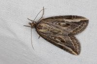 Chesias legatella