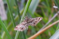Diasemiopsis ramburialis