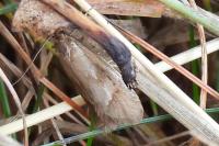 Diurnea lipsiella