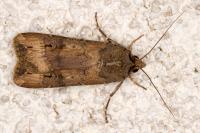 Agrotis ipsilon