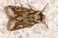 Allophyes oxyacanthae