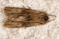 Asteroscopus sphinx