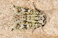 Griposia aprilina