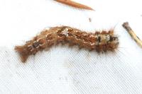 Dendrolimus pini