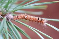 Dendrolimus pini