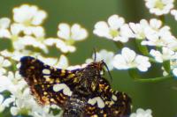 Thyris fenestrella