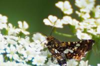 Thyris fenestrella