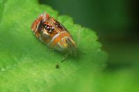 Olethreutes arcuella