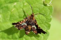 Thyris fenestrella