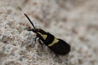 Dasycera oliviella