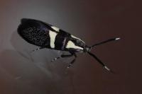 Dasycera oliviella