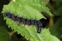 Aglais io