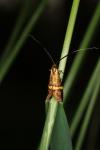 Nemophora degeerella