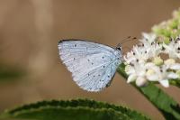 Celastrina argiolus