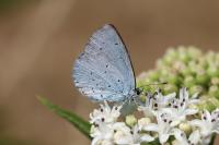 Celastrina argiolus
