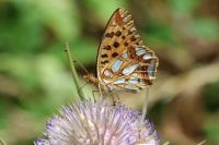 Issoria lathonia