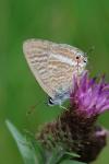 Lampides boeticus