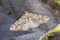 Agriopis leucophaearia