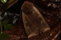 Conistra erythrocephala