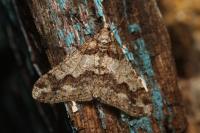 Agriopis leucophaearia