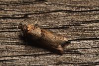 Tortricodes alternella