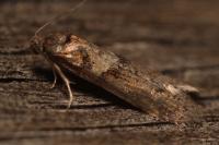 Tortricodes alternella