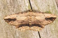 Menophra abruptaria