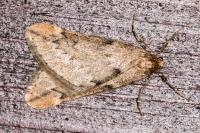 Alsophila aescularia