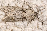 Diurnea fagella