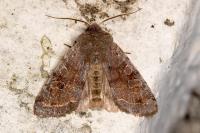 Orthosia incerta