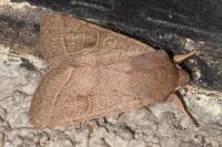 Orthosia cerasi
