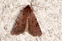 Cerastis rubricosa