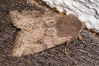 Orthosia incerta