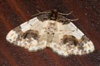 Ligdia adustata