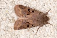 Orthosia gothica