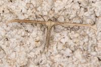 Emmelina monodactyla