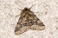 Lycia hirtaria