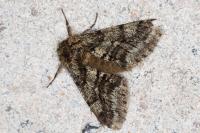 Lycia hirtaria