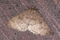 Aleucis distinctata
