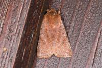 Cerastis rubricosa