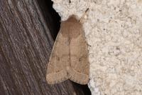Orthosia cerasi