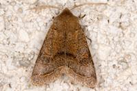 Orthosia cerasi