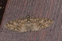 Eupithecia abbreviata