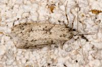 Diurnea fagella
