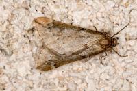Alsophila aescularia