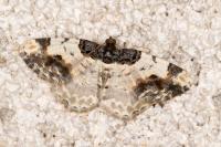 Ligdia adustata